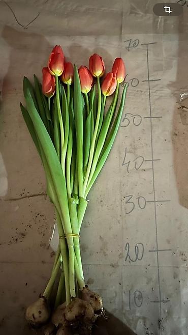 Букеты из живых цветов: Дорогие друзья! В продаже голландские тюльпаны выращенные в наших — 11