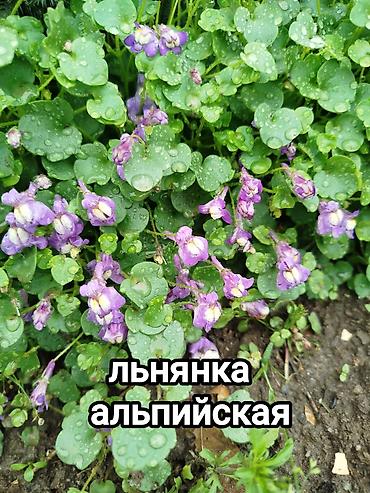 Другие садовые цветы и кустарники: Хосты и садовая фуксия — сортовые растения для вашего сада. - Hosta — 6
