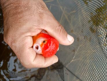 Balıqlar: Oranda2 quyruq qiyməti 2 manat. 4 quyruq qiyməti 3 manat Ünvan — 21