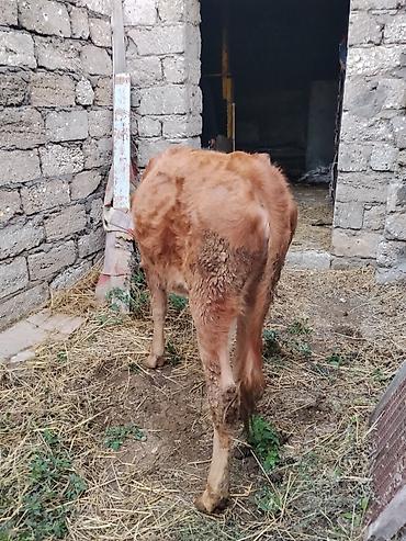pomeranian satilik: 6 aylıq dişi dana satılır bordağa bağlamaqa yarıyır heç bir problemi — 5