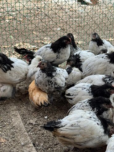 минеральная смесь для волнистых попугаев: По 250 сом оптом