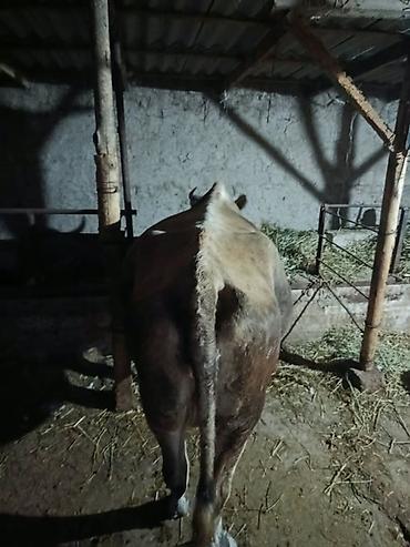 карова талас: Продаю | Корова (самка) — 3