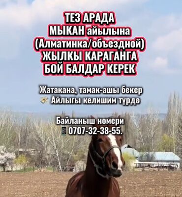официанты в бишкеке работа: Требуется Скотник, Оплата Сдельная, Обучение