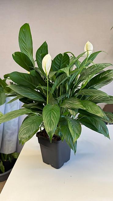 Спатифиллум (Spathiphyllum) в пластиковом горшке. - Компактный куст с at lalafo.kg Спатифиллум (Spathiphyllum) в пластиковом горшке. - Компактный куст с