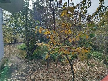 Həyət evləri və villaların satışı: 8 otaq, 300 kv. m, Orta təmir -da lalafo.az — 12 Həyət evləri və villaların satışı: 8 otaq, 300 kv. m, Orta təmir — 12