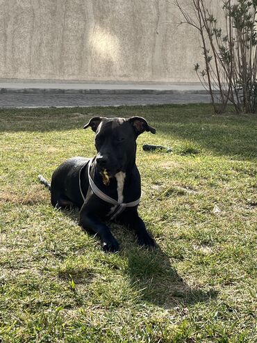 afçarka iti qiymeti: Pitbull, 1 il, Dişi, Peyvəndli, Ünvandan götürmə, Ödənişli çatdırılma