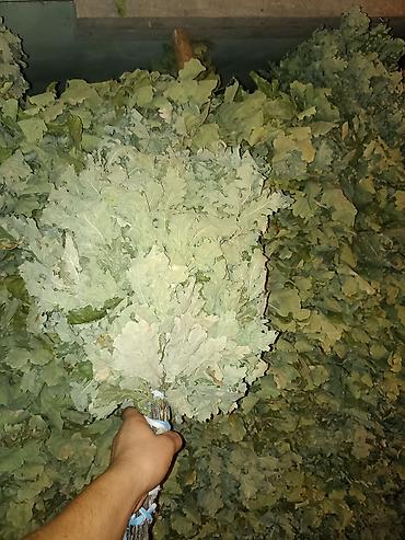 Уборочный инвентарь: Веники для бани из дуба оптом - Плотные дубовые веники, связка на — 1