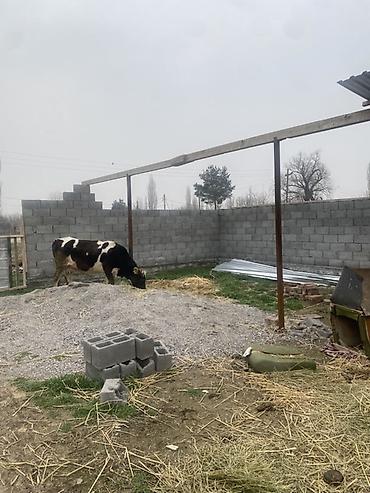 Гарнитуры для зала: Гарнитур для зала, Диван, цвет - Серый at lalafo.kg — 26 Гарнитуры для зала: Гарнитур для зала, Диван, цвет - Серый — 26