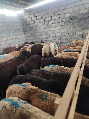 Баран, овца: Продаю | Овца (самка) — 3
