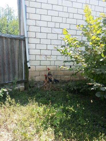 Коровы, быки: Петух, лет: 2