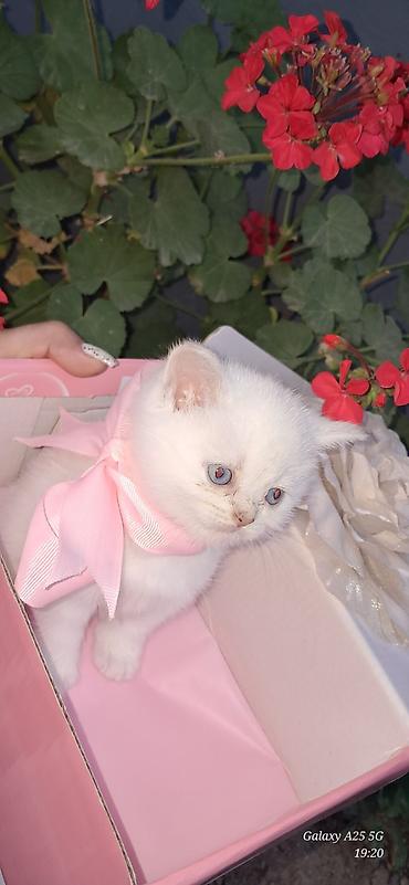 Кошки: Британская, Самовывоз — 7