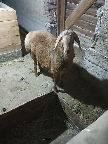 Баран, овца: Продаю | Баран (самец) | Арашан | Для разведения | Племенные — 8