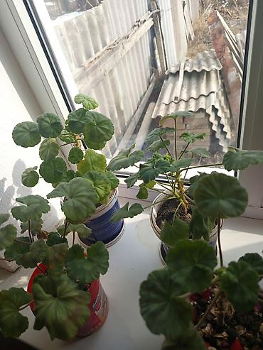 Другие комнатные растения: Комнатные растения в горшках Предлагаются комнатные растения на — 12