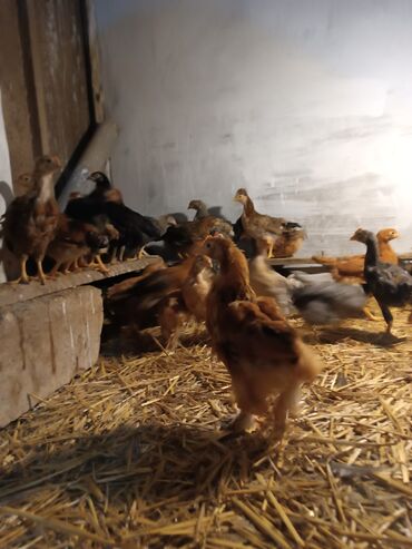 С/х животные и товары: Курица, Для разведения, Платная доставка