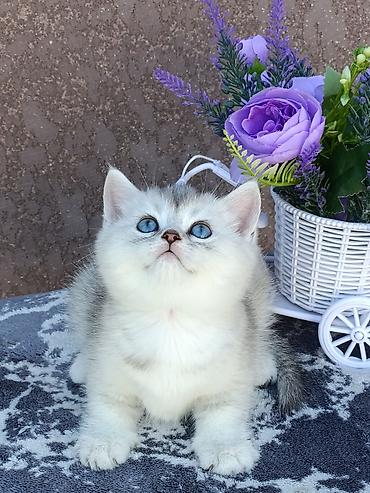 кошка скоттиш фолд цена: Скотиш Фолд (Шотландская вислоухая), 1 месяц, Девочка, Золотая шиншилла, Приучена к лотку, Проглистована — 3