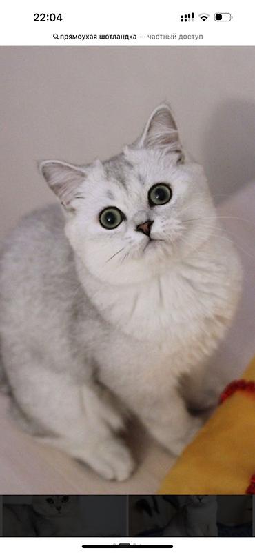 кошка золотая шиншила: Скотиш Страйт (Шотландская прямоухая), 10 месяцев, Мальчик, Серебристая шиншилла, Приучена к лотку — 1