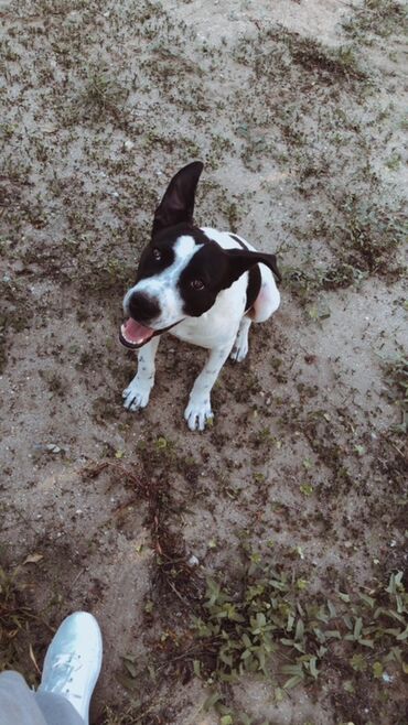 Digər avto xidmətlər: Pit bul 7 ayliqdi peyventlidi