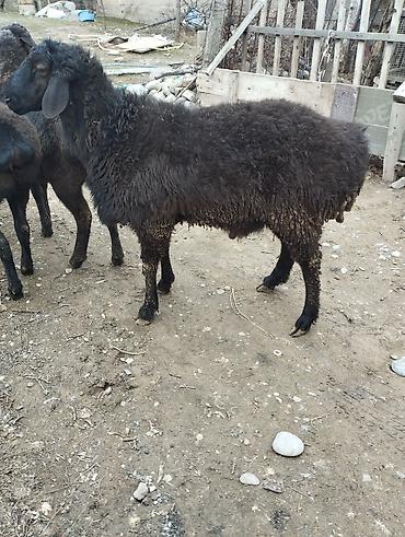 Баран, овца: Продаю | Овца (самка) | Для разведения — 3
