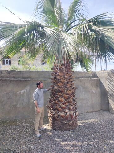 palma ağacı satışı: Palma Vaşinqton. 400m 800 m kimi