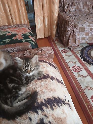 куда можно отдать кошку: Кошка даром: Беспородная, 3 месяца, Девочка, Приучена к лотку, Проглистована — 3