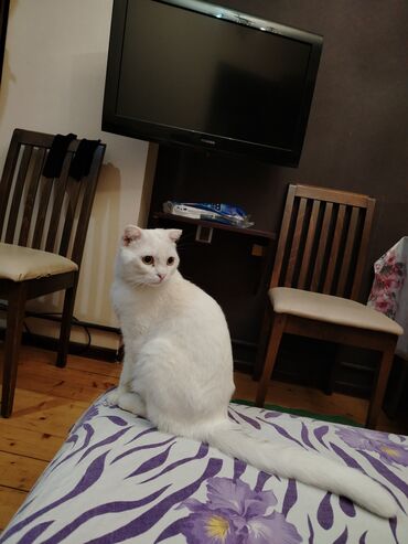 Pişiklər: Şotland yastı qulaq, Erkək, Yaxşı əllərə, Ünvandan götürmə — 11