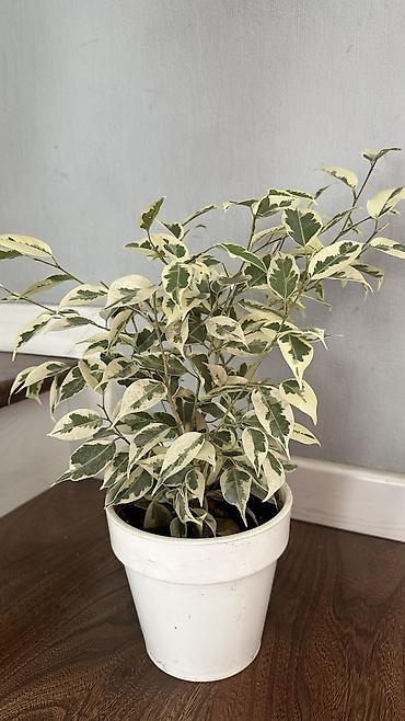 фикус: ПродаюФикус Бенджамина вариегатный (Ficus benjamina Variegata) в — 1