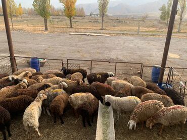 купить домик для кошки недорого: Сатам | Ургаачы кой (ургаачы) | Союуга | Асыл тукумдуу