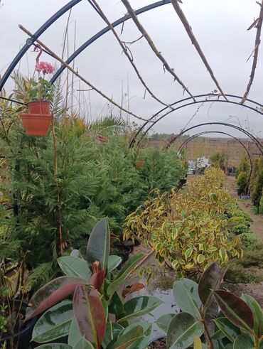 Tinglər: Gul cicek agaclarin satisi torf gubresi satilir 300den yuxari alana — 18