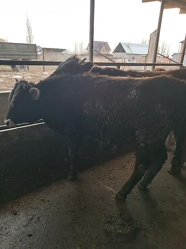 Коровы, быки: Продаю | Бык (самец) | На откорм | Привязанные — 5