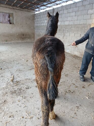 Другие с/х животные: ТАЙЛАР сатылат баасы 58 000 сом денсоолугу зынк at lalafo.kg — 4 Другие с/х животные: ТАЙЛАР сатылат баасы 58 000 сом денсоолугу зынк — 4