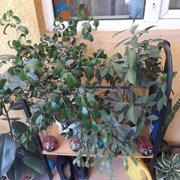 Садовые цветы и кустарники: Саженцы цветка: Пионы, Самовывоз at lalafo.kg — 25 Садовые цветы и кустарники: Саженцы цветка: Пионы, Самовывоз — 25