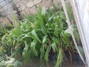 Ağaclar: Satılır: dekorativ bitkilər toplusu - Gül kolları (mini/çalı tipli) – — 12