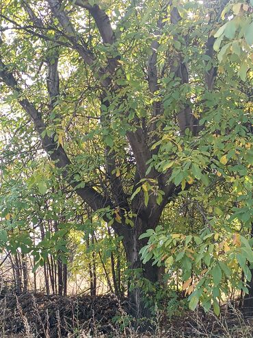 малиновое дерево: Семена и саженцы Самовывоз