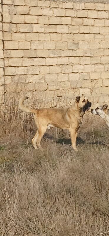 İtlər: Kanqal, 3 il, Erkek, Peyvəndli, Ödənişli çatdırılma — 3