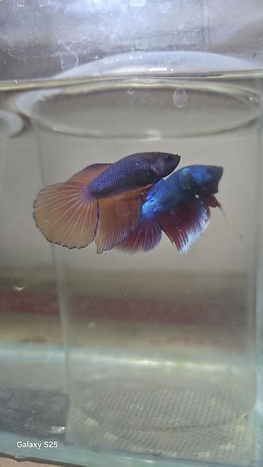 bars bit dermani: Betta (Petuşok balığı), Sülhsevər, Rayonlara çatdırılma — 1