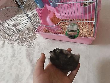 Qəfəslər: Siçan/hamster ile 2 mərtəbəli!qəfəs dəsti 'qızdı yemək və qumu ile — 7