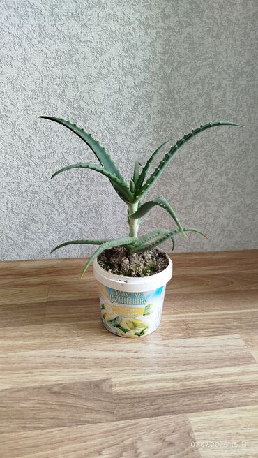 gul qablarinin satisi: Əzvay bitkisi. (Aloe). Müalicəvidi
