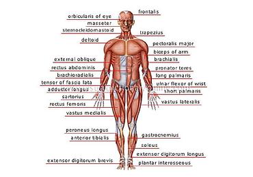 decije cebe: Anterior musculus veliki poster prednje musculature coveka ne — 8
