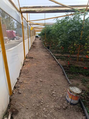 Теплицы: Теплица, предназначенная для выращивания различных — 7