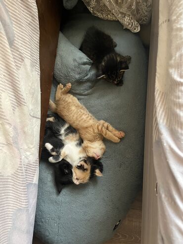 Организация мероприятий: Кошка даром: Беспородная, 1 месяц, Мальчик