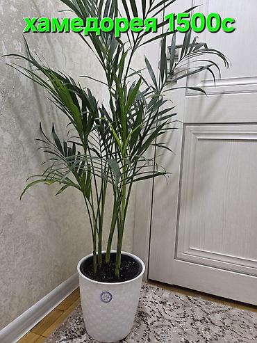 Пальмы: Хамедорея изящная (комнатная пальма) - В наличии взрослые кусты в — 3