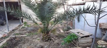 palma gul: Xurma aqaci Palma.
6 ilikdir