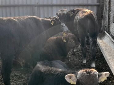 машинка для стрижки собак: Продаю | Бык (самец) | Полукровка | На откорм