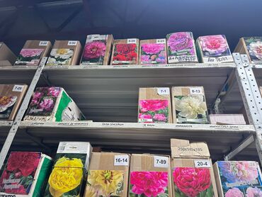 Садовые цветы и кустарники: Луковицы цветка: Лилейники — 12