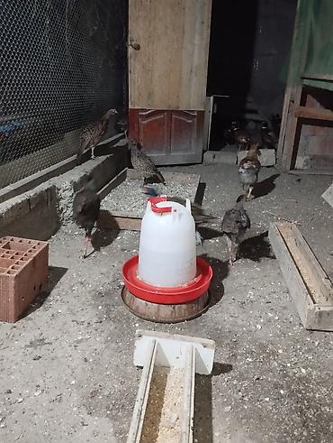 bitki satışı: Qırqovul quslarinin satisi — 7
