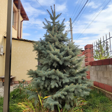 Декоративные деревья: Саженцы деревьев: Ели, Самовывоз, Платная доставка — 3