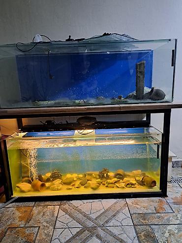 сколько стоит аквариум: Şəkildə qeyd: “Təcili Satılır 200 m!2ədəd Akvarium 400lt lik 1ədəd — 1
