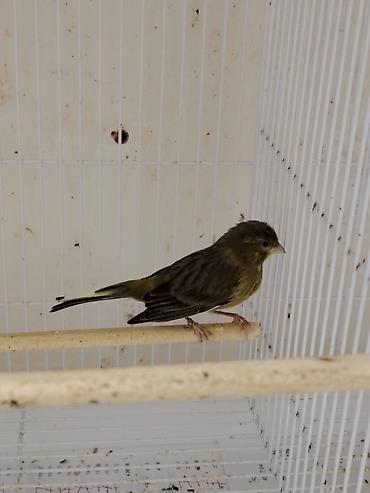 Qəfəslər: Daimi qus isi ile mesqul olanlar biler bu qiymete erkek bulbul esla — 1