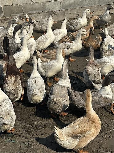 Птицы: Утки 72 головы все крупные — 13