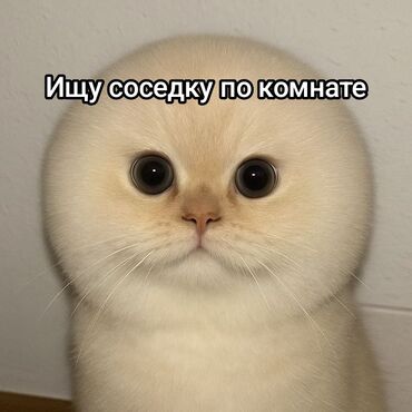 сдаю дом в канте: Ищу порядочную соседку для совместного проживания (в стиле “бостонский